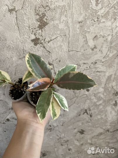 Фикус Эластика Мелани вариегатная