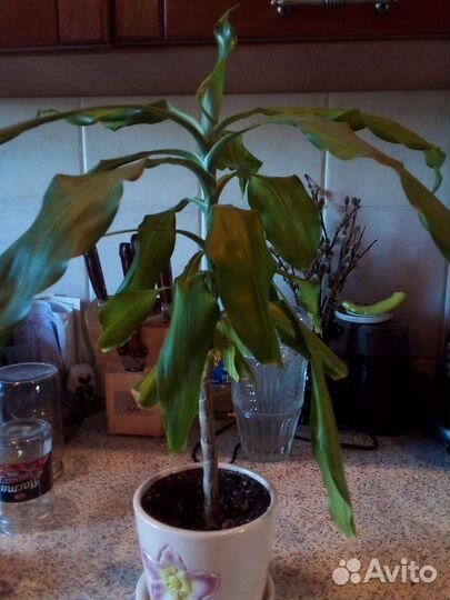 Амазонская лилияБольшая