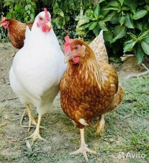 Куры несушки Хайсексы