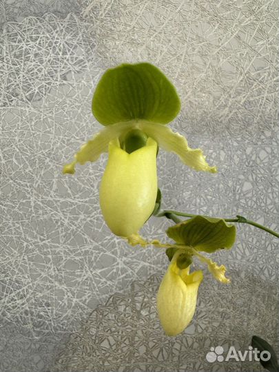 Цветущая Орхидея Башмак Paphiopedilum Pinocchio