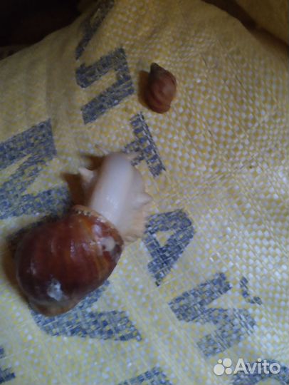 Улитки ахатины