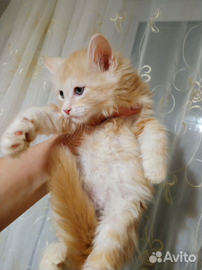 Котята мейн-кун