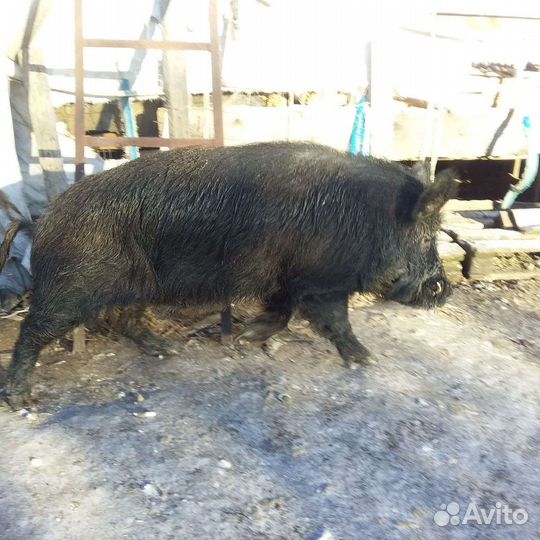 Дикий кабан