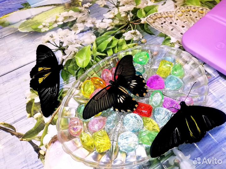 Живые тропические бабочки