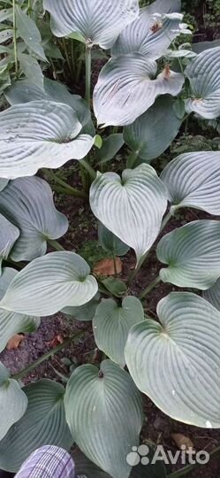 Крупномеры сортовых хост