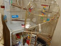 Продам взрослых попугаев-корелл (самку и самца)