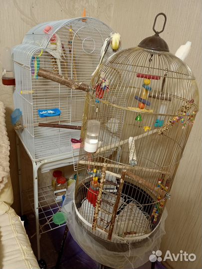 Продам взрослых попугаев-корелл (самку и самца)