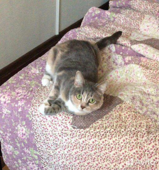 Кошка в дар бесплатно