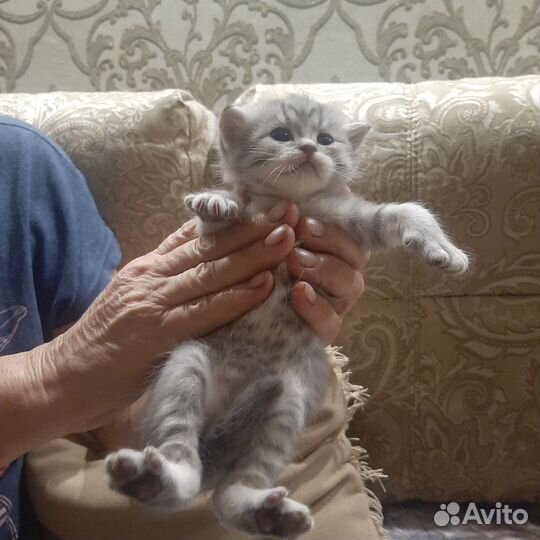 Бронирование котят