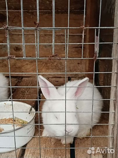 Кролики мясных пород
