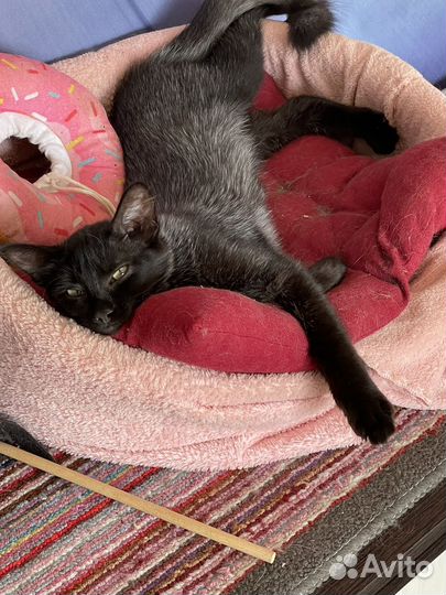 Котята бесплатно