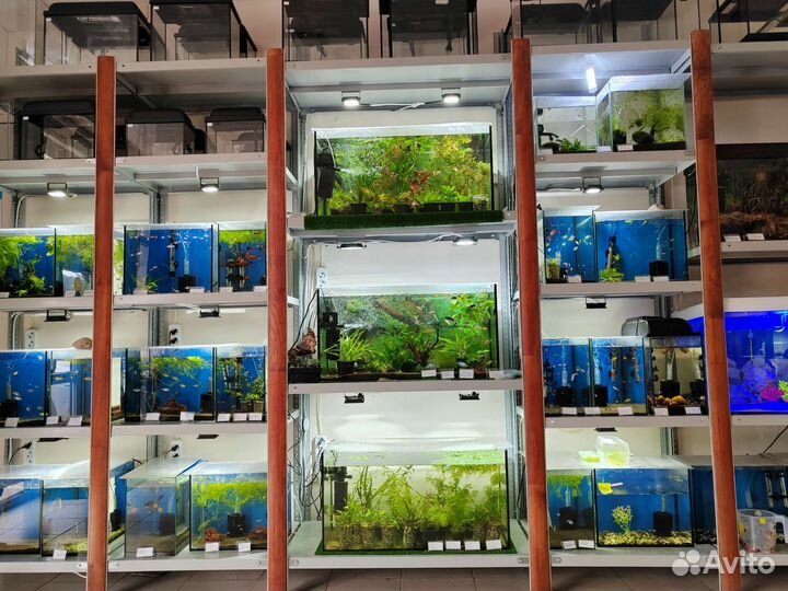 Аквариумные рыбки