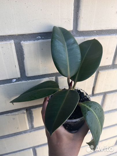 Фикус эластика