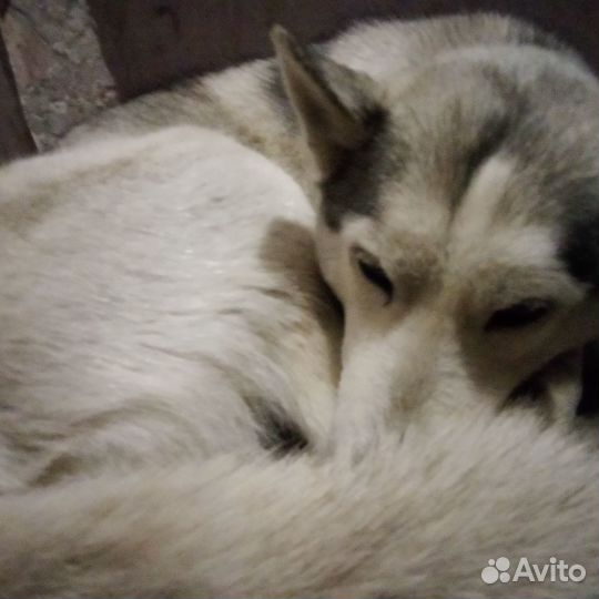 Найдена собака