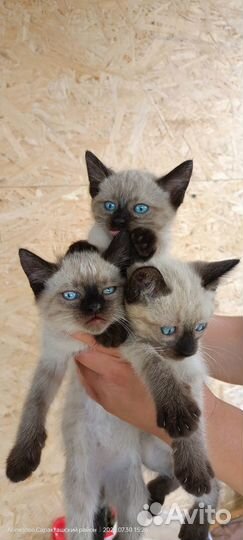 Котята сиамской породы