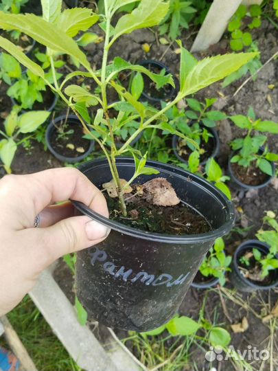 Гортензия метельчатая