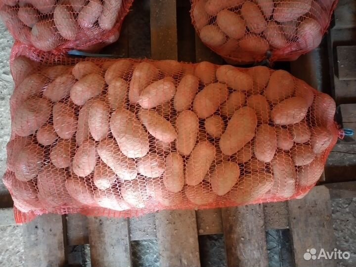 Картофель продовольственный