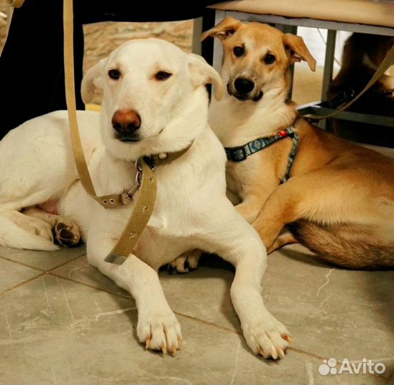 Собака в добрые руки