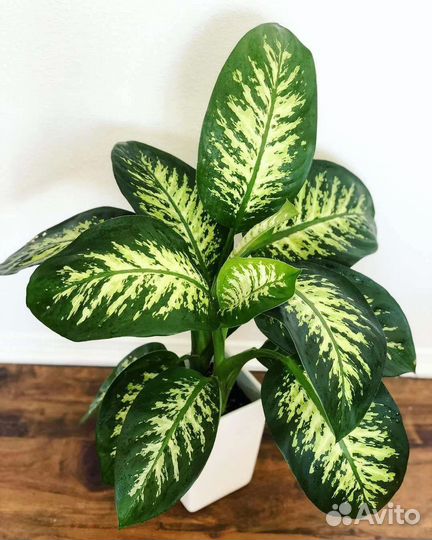 Комнатные цветы удобрение