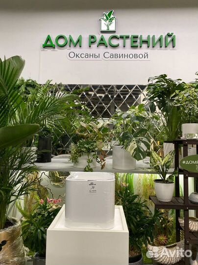 Комнатные цветы и декоративные кашпо Казань