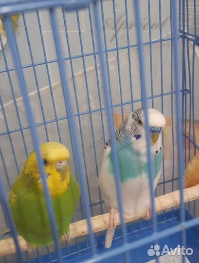 Волнистый попугай с клеткой