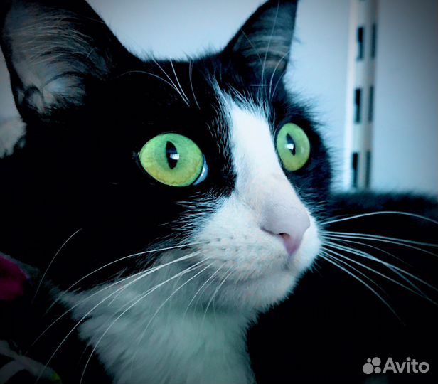 Кот в добрые руки кострированный