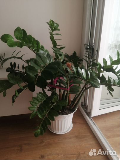 Замиокулькас