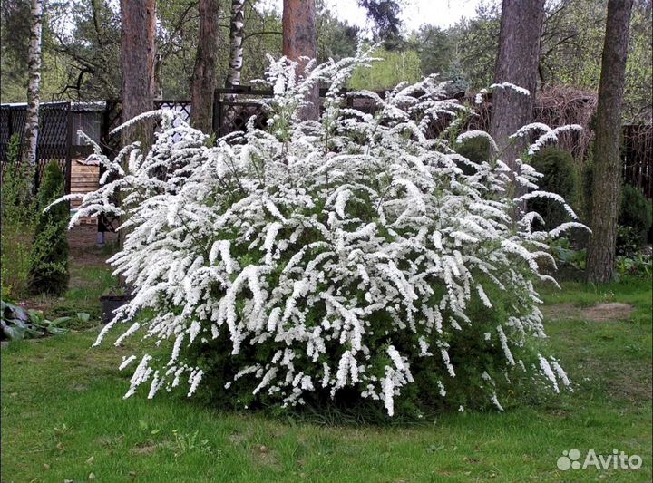Многолетники для сада
