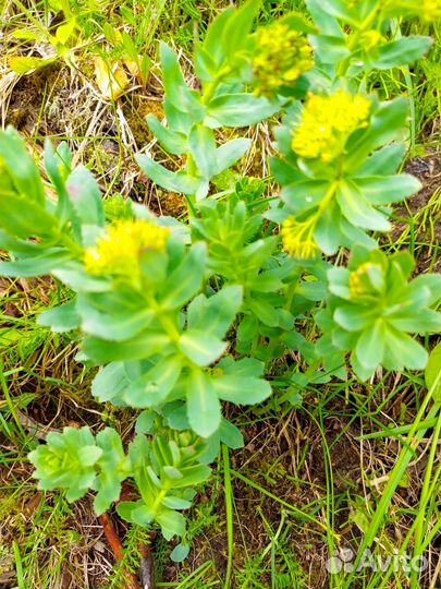 Клубника и цветы многолетние