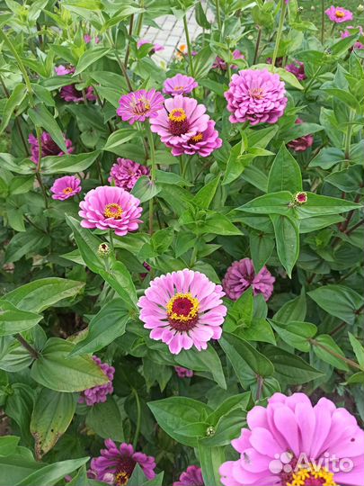 Циния на срез