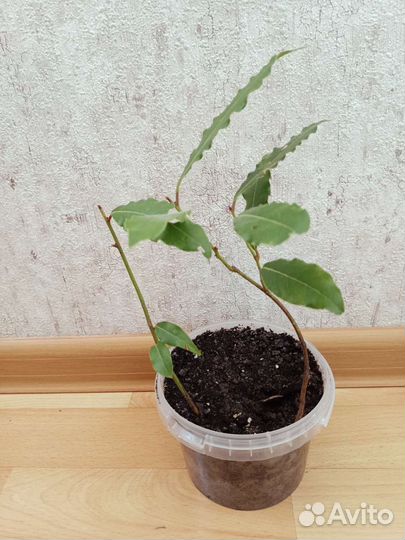 Лавровый лист