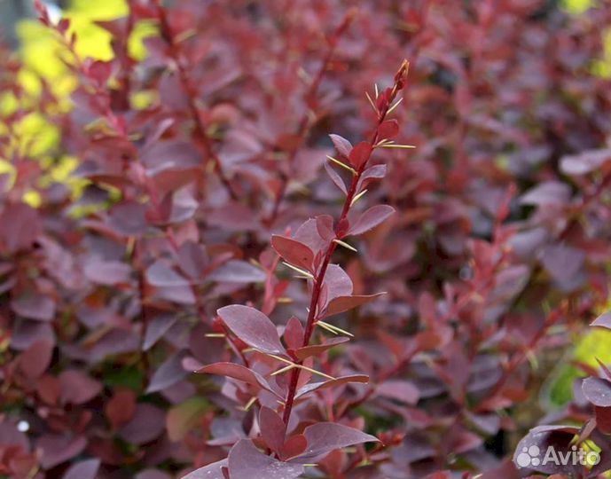 Барбарис Оттавский Суперба
