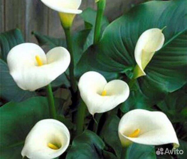 Калла белая эфиопская