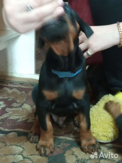 Щенки добермана