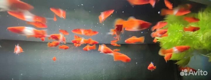 Меченосец Санта Клаус