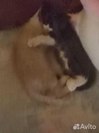 Отдаются котята