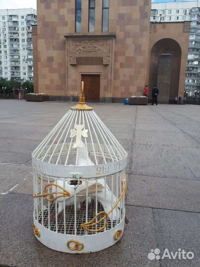 Белые голуби