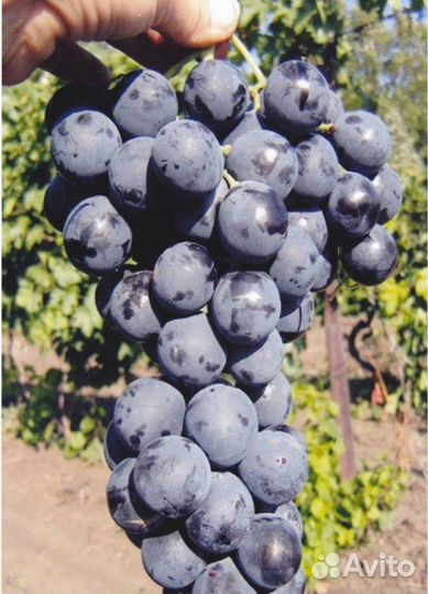 Саженцы винограда