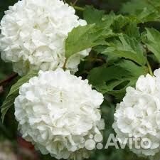 Цветы. Букеты