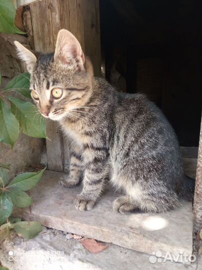 Девочке очень нужен дом