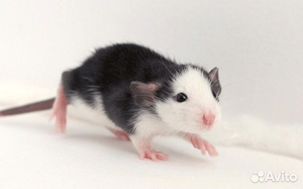 Крыса Дамбо