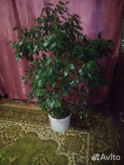 Фикус Бенжаамин