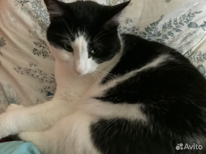 Кошечка Миса, в дар