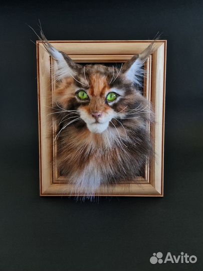 Котенок мейнкун в фоторамке