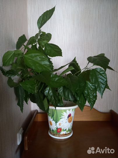 Гибискус красный(китайская роза)