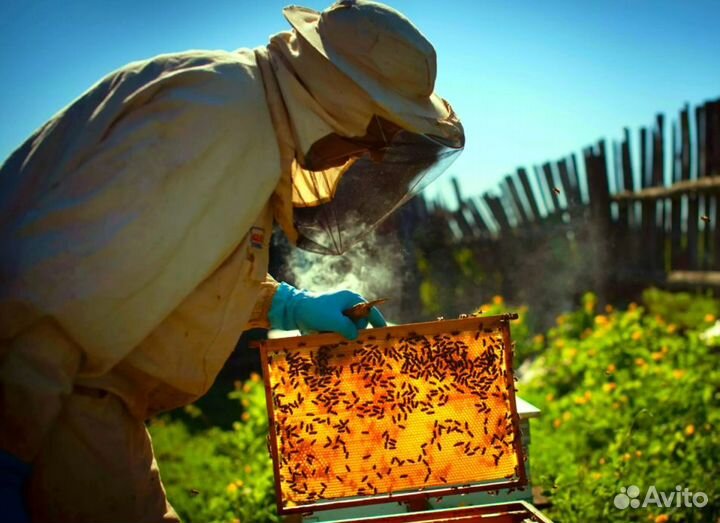 Мед натуральный из Алтая опт