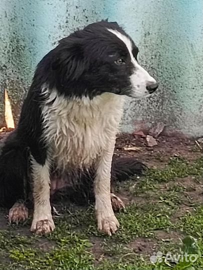 Собака Бордер Колли