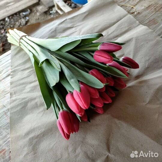 Тюльпаны оптом, от производителя