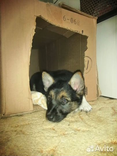 Щенок в добрые руки