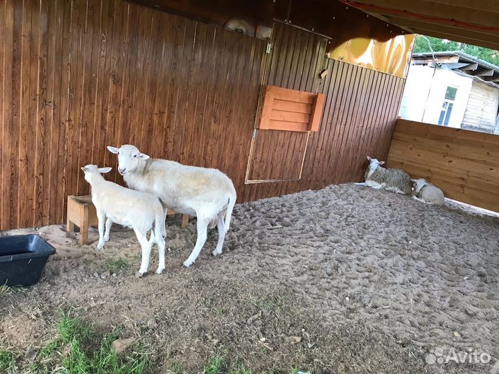 Баран на племя